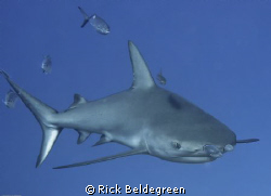 Reef shark; 60 mm; iso 100 ; 1/160; f/6.3; dual stobes TTL by Rick Beldegreen 